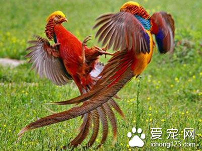 鸟的日常管理 鸟的日常管理需要注意的事项