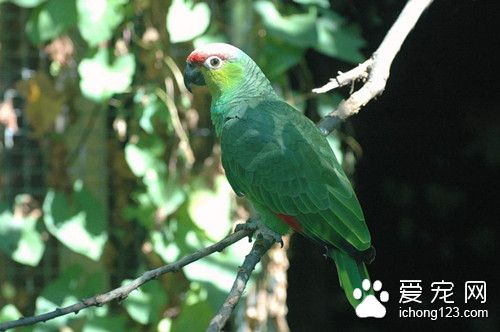 红额鹦鹉怎么养 红额鹦鹉饲养注意事项