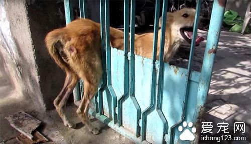 流浪狗被困在栏杆里动弹不得 竟无人救助它