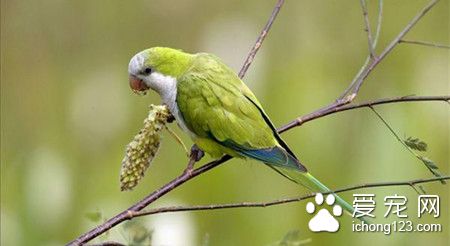 和尚鹦鹉怎么养 和尚鹦鹉饲养需要注意事项