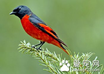 鸟的四季管理 鸟的四季管理需要注意的事项