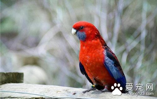 金披风玫瑰鹦鹉怎么养 金披风玫瑰鹦鹉注意事项