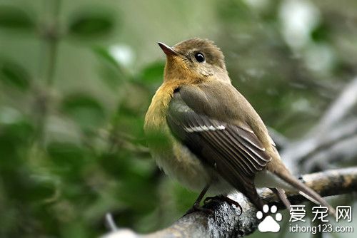鸟学说话 教鸟学说话需要注意的方法
