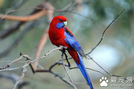 深红玫瑰鹦鹉怎么养 深红玫瑰鹦鹉饲养注意事项