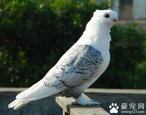 鸟怎么狩猎 教驯鸟学狩猎需要选择及教导方法