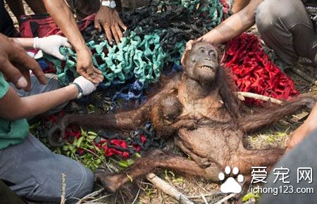 猩猩妈妈冒死从大火救出孩子 却遭到他们残惹对待