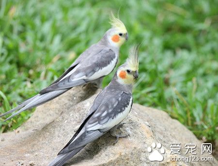 鸡尾鹦鹉怎么养 鸡尾鹦鹉饲养需要注意地方