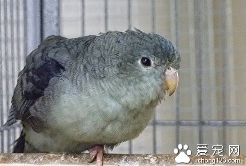 横斑鹦鹉好养吗 横斑鹦鹉饲养需要注意事项