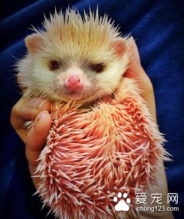 无良主人把刺猬染成粉红色 玩腻后又急于脱手