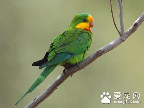 超级鹦鹉怎么养 超级鹦鹉饲养需要注意事项