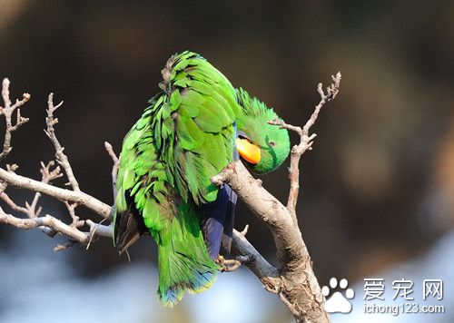 青绿鹦鹉怎么养 青绿鹦鹉饲养需要注意事项