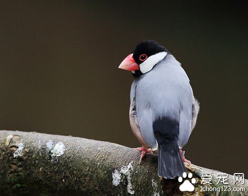 灰文鸟养殖 灰文鸟饲养管理需要注意的地方