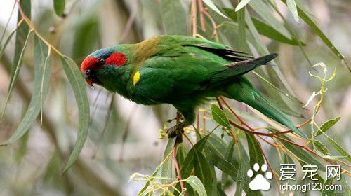 红额绿鹦鹉养殖 红额绿鹦鹉饲养需要注意事项