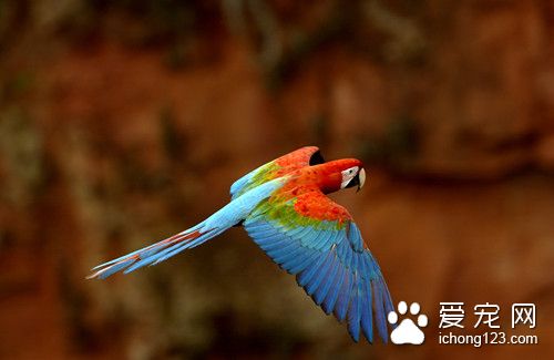 绿翅金刚鹦鹉怎么养 绿翅金刚鹦鹉饲养注意地方