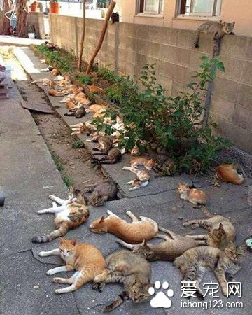 猫咪“吸毒现场”  让猫醉生梦死竟是薄荷草