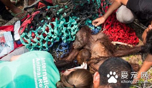 猩猩妈妈冒死从大火救出孩子 却遭到他们残惹对待