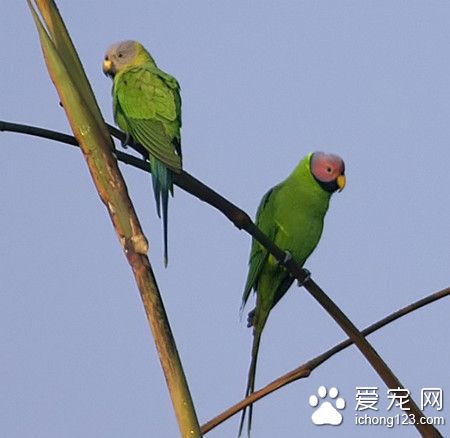 花头鹦鹉养殖 花头鹦鹉饲养需要注意事项