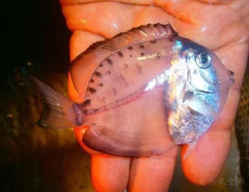 在墨西哥的海上 有人发现一条全身透明的鱼