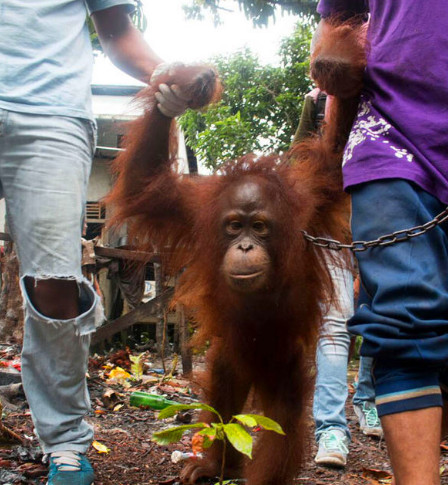 5年前被狠心遗弃 更是将它锁在垃圾池旁以垃圾为生