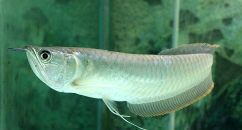 银龙鱼沉底怎么回事 银龙鱼沉底的常见疾病