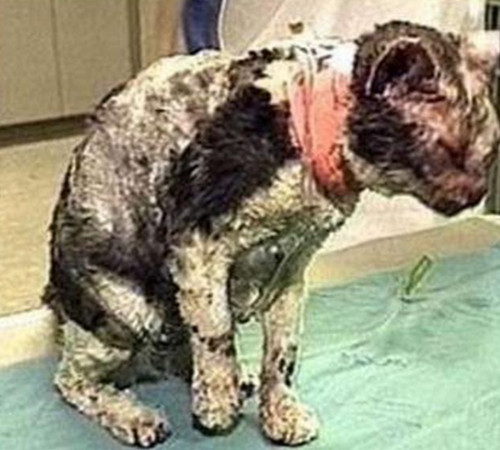 为救自己的5个孩子 猫咪5次冲进火场