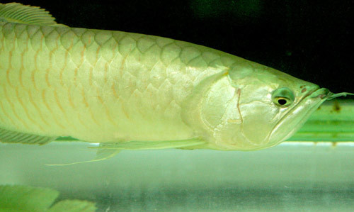 银龙鱼价格 银龙鱼一般70-140元左右