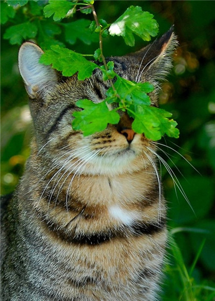 喵~你看不见我~