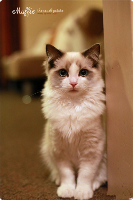 猫王子，你好！