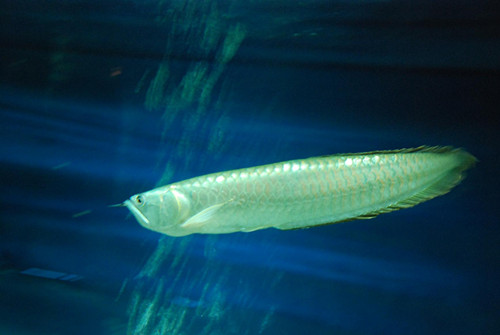 银龙鱼养几条合适 一般认为九条为最佳