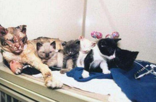 为救自己的5个孩子 猫咪5次冲进火场