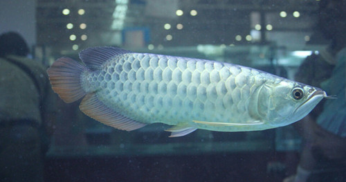 银龙鱼爱吃什么 银龙鱼多数喜食面包虫