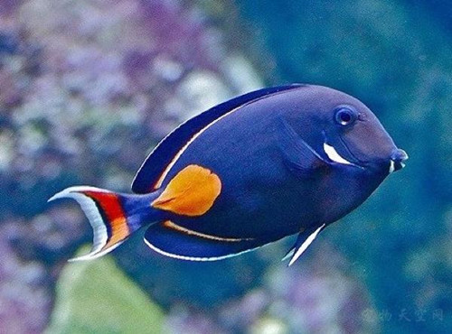 在墨西哥的海上 有人发现一条全身透明的鱼