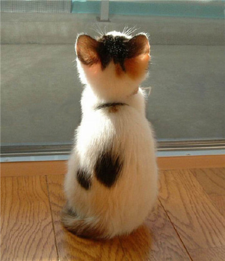 喵星人的小背影，像天使，萌化了！