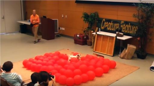 狗界世界纪录 39秒爆破百颗气球