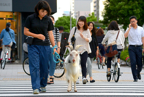 日本大阪著名观光区 女子大遛山羊