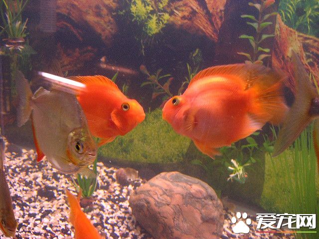 2128399086_16f848f3a1_z