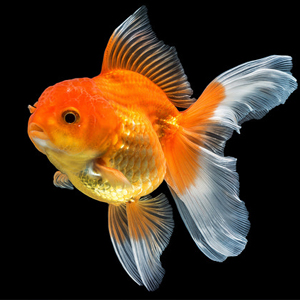 金鱼图片