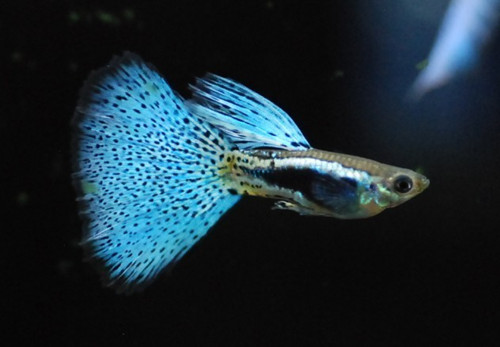 孔雀鱼适合的水温 孔雀鱼最适宜温度22~30℃