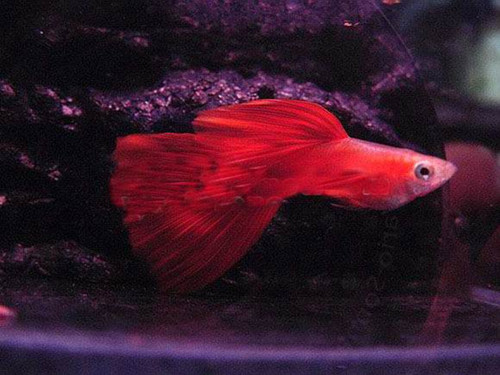 孔雀鱼多大可以繁殖 3-4个月饲养便进入成熟期