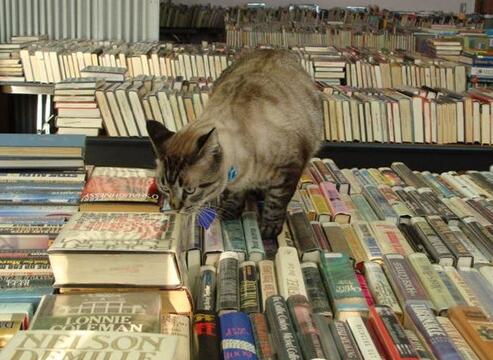 美图书馆超萌猫馆长被开除 万人连署抢救