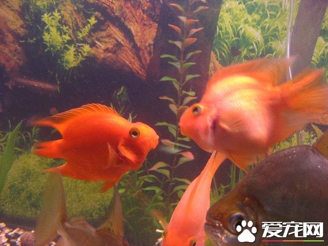 2128399250_8ca1f0a79f_z