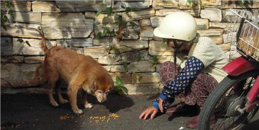 阿婆喂食流浪猫狗18年 只盼能唤起动保意识