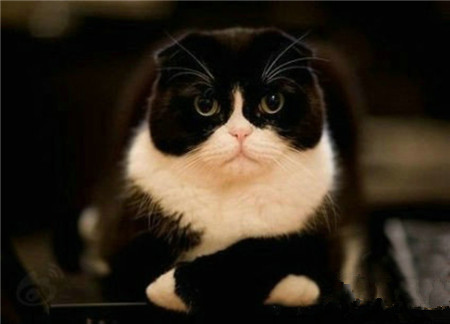 再看我，在看我，我就把你当老鼠玩！