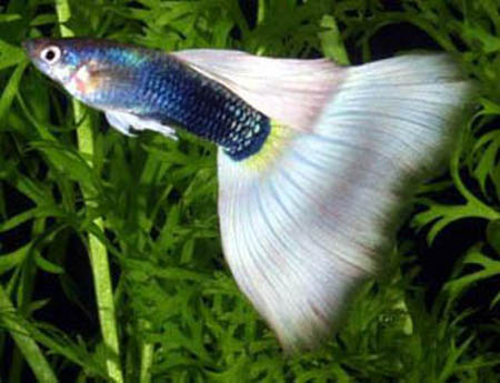 孔雀鱼烂尾病 孔雀鱼烂尾治疗及预防的方法