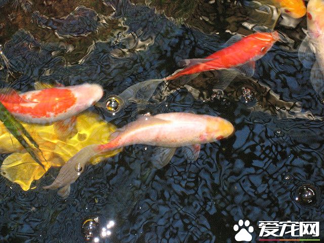 68507038_0b45d871f0_z