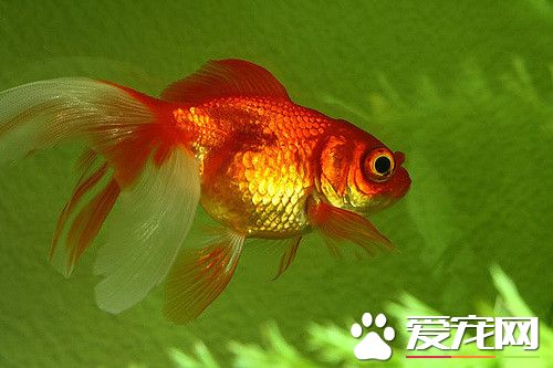 108927175_a11627bfbd_z