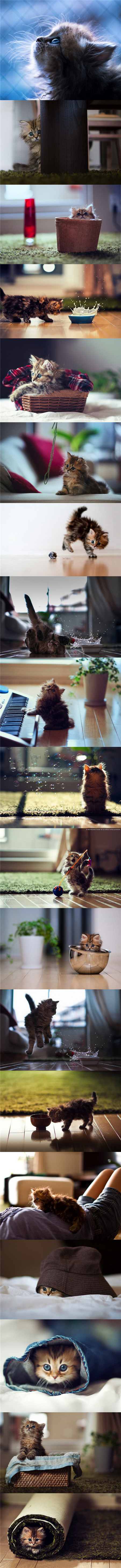 猫咪可爱的每一刻。。。