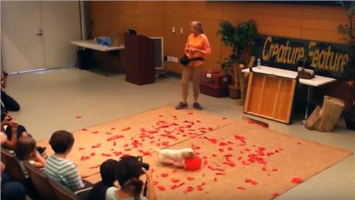 狗界世界纪录 39秒爆破百颗气球