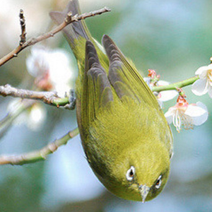 暗绿绣眼鸟图片
