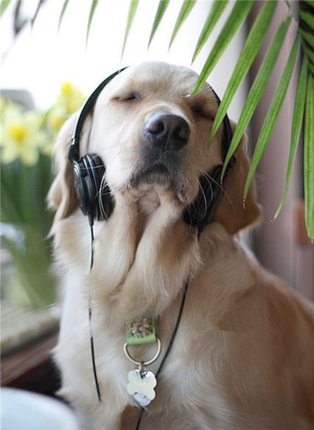 阿汪也是很懂音乐的呢！